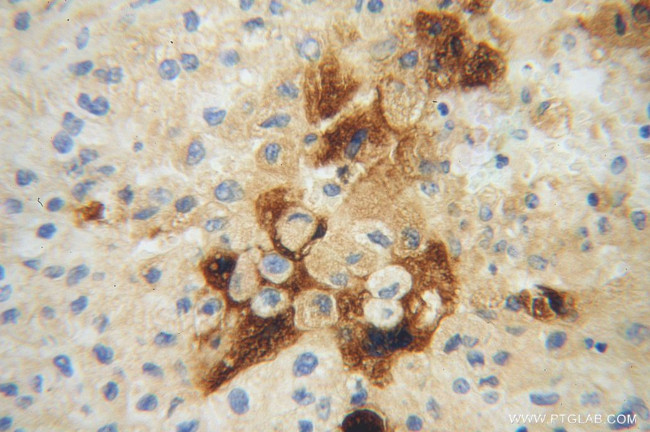 Apolipoprotein H Antibody in Immunohistochemistry (Paraffin) (IHC (P))