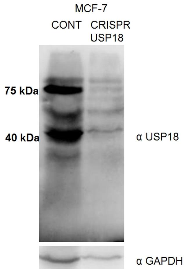 USP18 Antibody in Western Blot (WB)