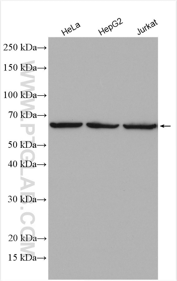 Lamin B1 Antibody in Western Blot (WB)