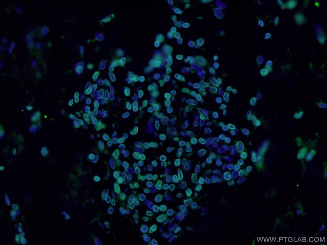 Lamin B1 Antibody in Immunohistochemistry (PFA fixed) (IHC (PFA))