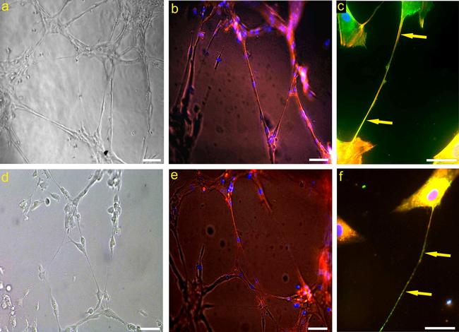 Neural/Glial Antigen 2 (NG2) Antibody in Immunocytochemistry (ICC/IF)