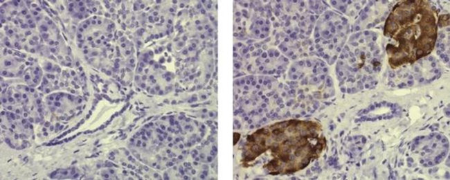 Insulin Antibody in Immunohistochemistry (Paraffin) (IHC (P))