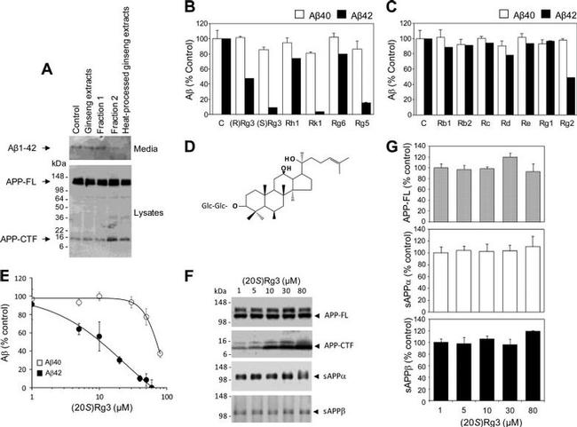 Amyloid Precursor Protein Antibody in Western Blot (WB)