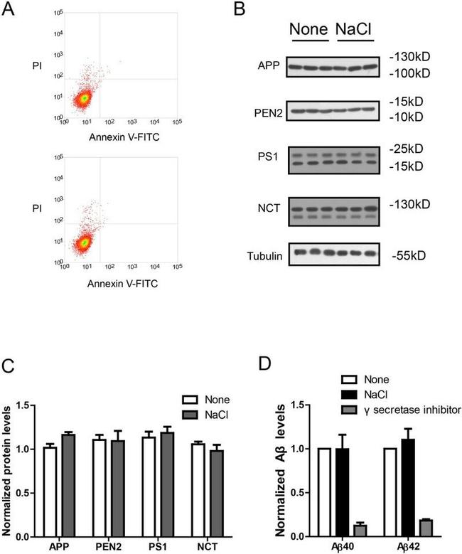 Amyloid Precursor Protein Antibody in Western Blot (WB)