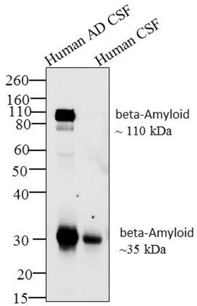 Amyloid Precursor Protein Antibody