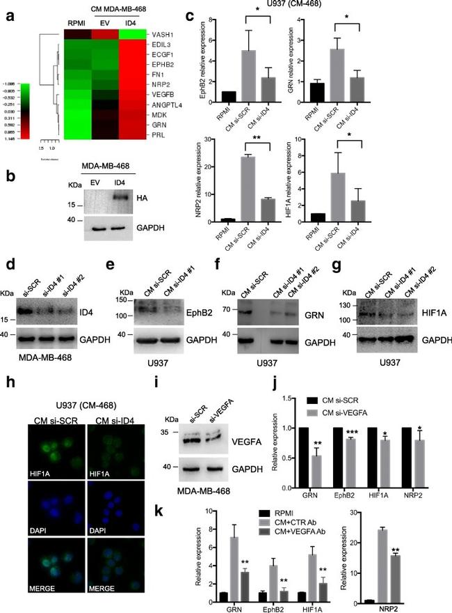 EphB2 Antibody in Western Blot (WB)