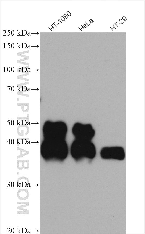 FAS/CD95 Antibody in Western Blot (WB)