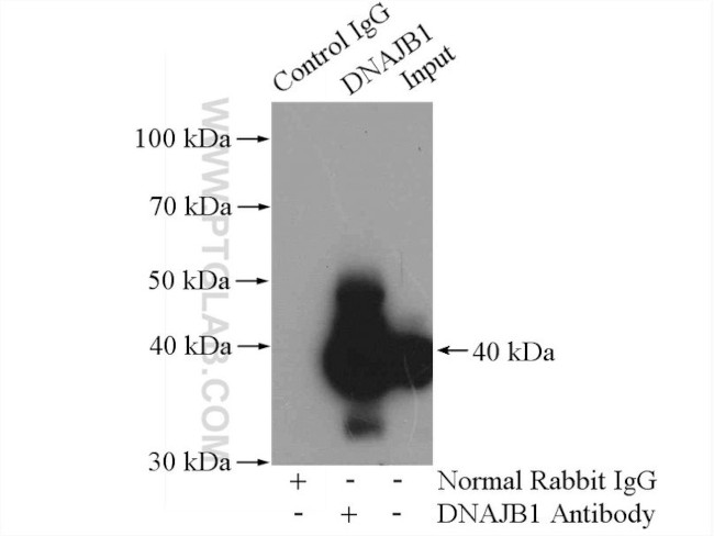 DNAJB1 Antibody in Immunoprecipitation (IP)