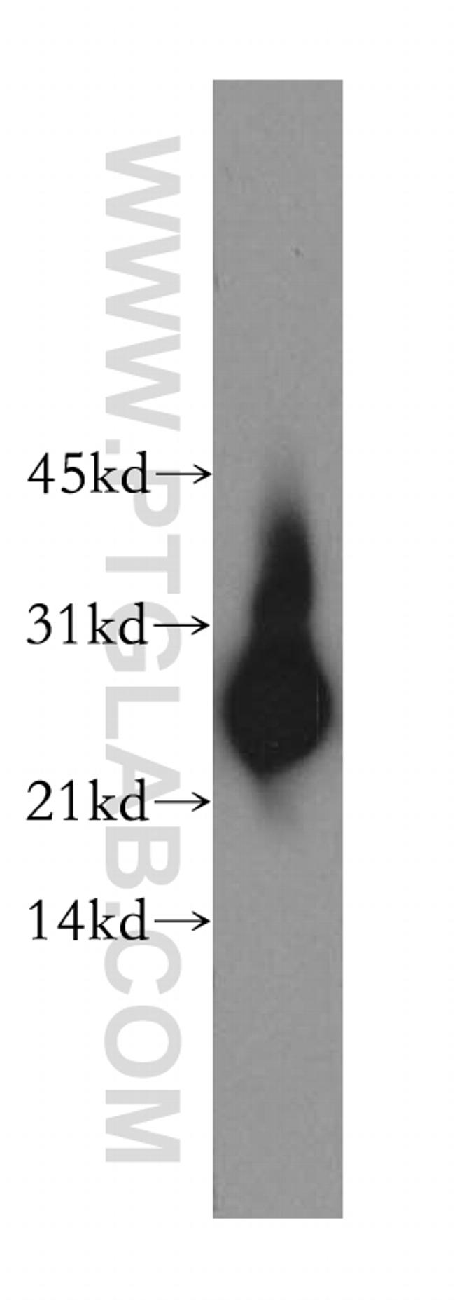 SPA17 Antibody in Western Blot (WB)