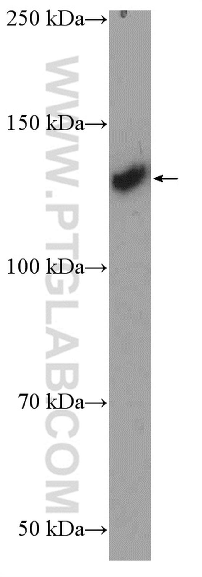 OXR1 Antibody in Western Blot (WB)