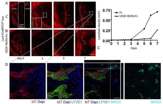 MHC Class II (I-A/I-E) Antibody in Immunohistochemistry (PFA fixed) (IHC (PFA))