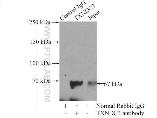 TXNDC3 Antibody in Immunoprecipitation (IP)