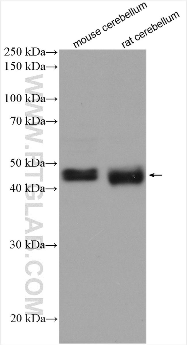 NEGR1 Antibody in Western Blot (WB)