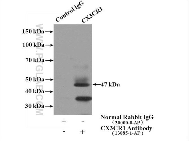 CX3CR1 Antibody in Immunoprecipitation (IP)