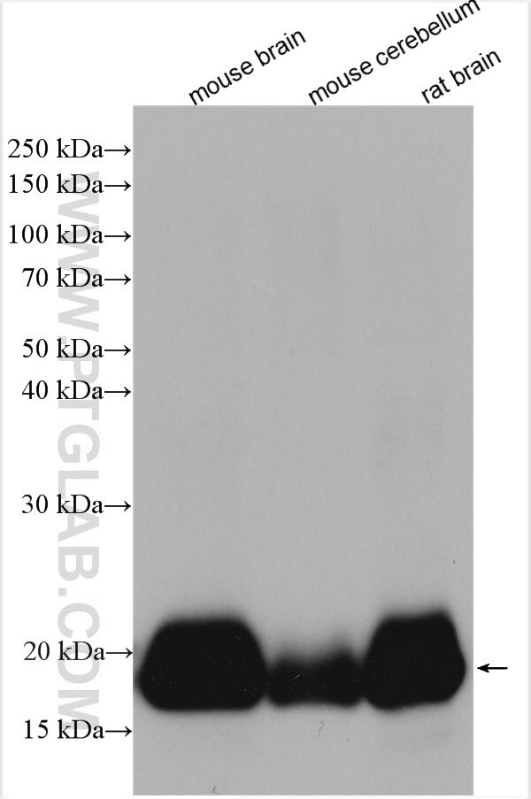 VILIP-1 Antibody in Western Blot (WB)