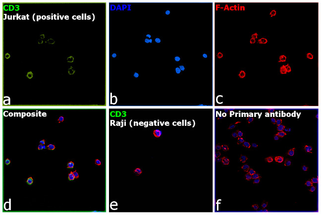 CD3 Antibody