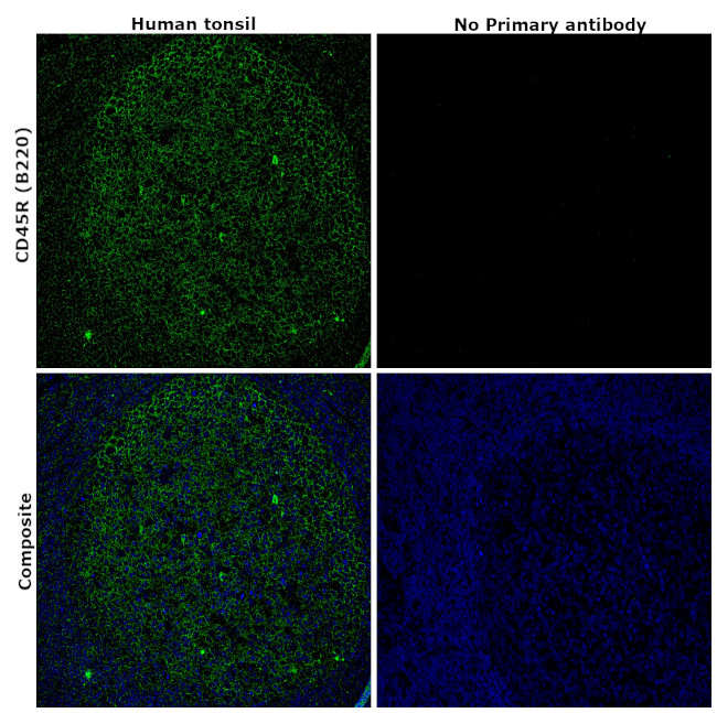 CD45R (B220) Antibody in Immunohistochemistry (Paraffin) (IHC (P))