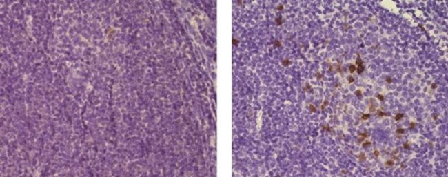 CD57 Antibody in Immunohistochemistry (Paraffin) (IHC (P))