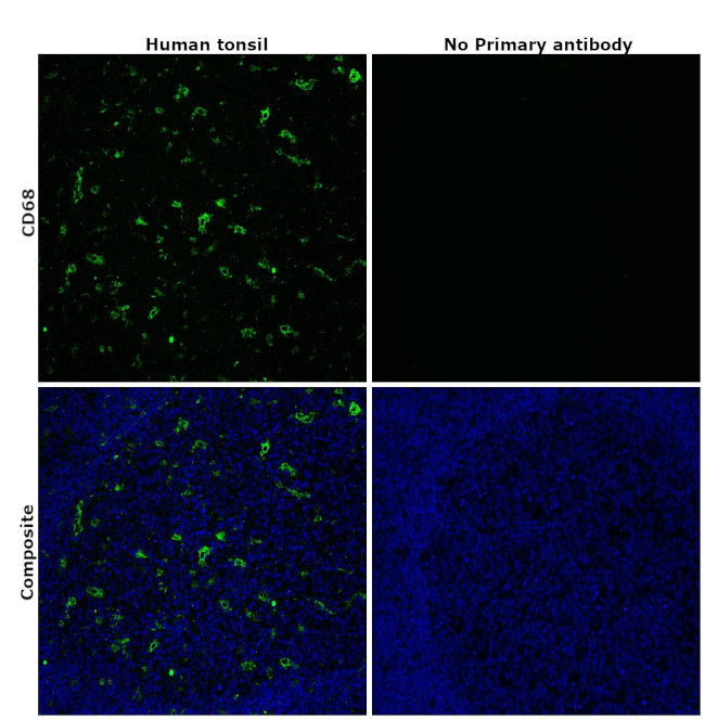 CD68 Antibody in Immunohistochemistry (Paraffin) (IHC (P))