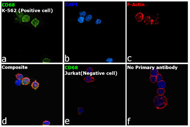 CD68 Antibody in Immunocytochemistry (ICC/IF)