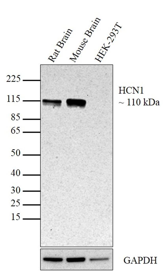 HCN1 Antibody in Western Blot (WB)