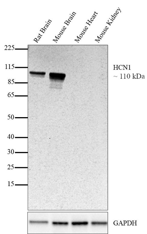 HCN1 Antibody
