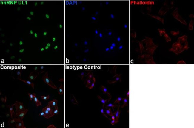 hnRNP UL1 Antibody in Immunocytochemistry (ICC/IF)