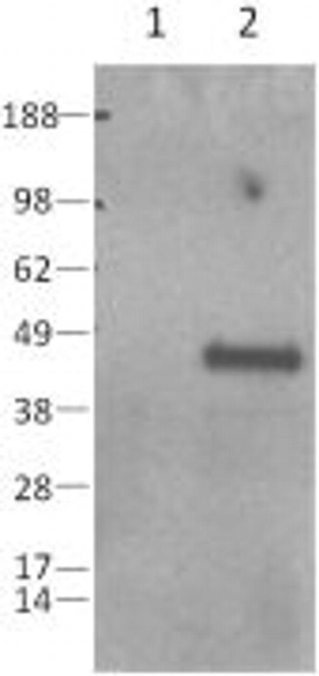 Caspase 1 Antibody in Western Blot (WB)