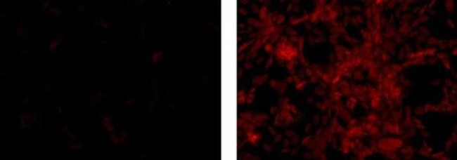 PAX6 Antibody in Immunocytochemistry (ICC/IF)