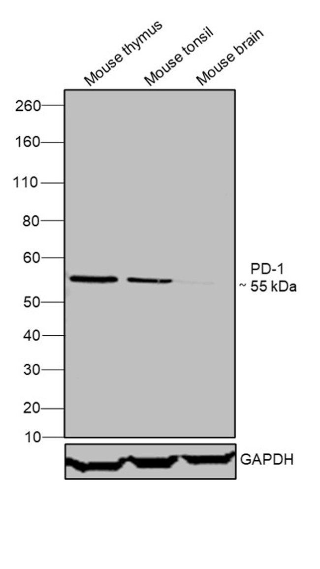 CD279 (PD-1) Antibody in Western Blot (WB)