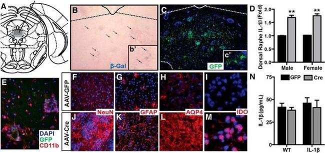 CD11b Antibody in Immunohistochemistry (IHC)