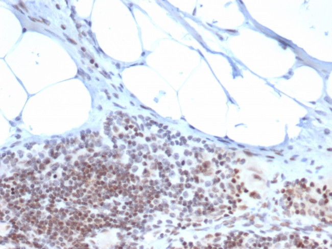 ZBTB46/BTBD4/ZNF340 Antibody in Immunohistochemistry (Paraffin) (IHC (P))