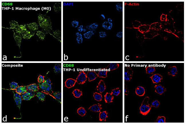 CD68 Antibody in Immunocytochemistry (ICC/IF)