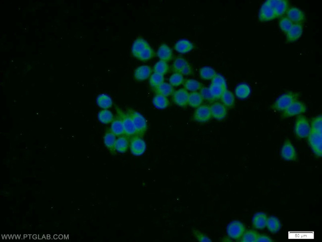 STXBP4 Antibody in Immunocytochemistry (ICC/IF)