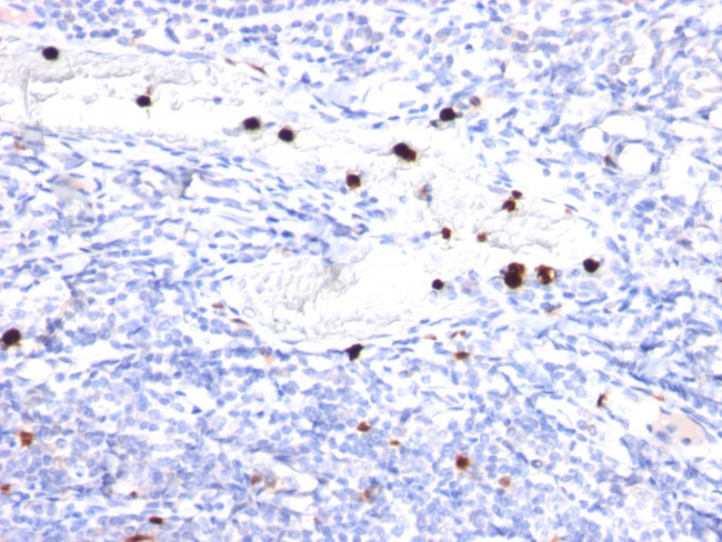 Granulocyte-Colony Stimulating Factor (G-CSF) Antibody in Immunohistochemistry (Paraffin) (IHC (P))