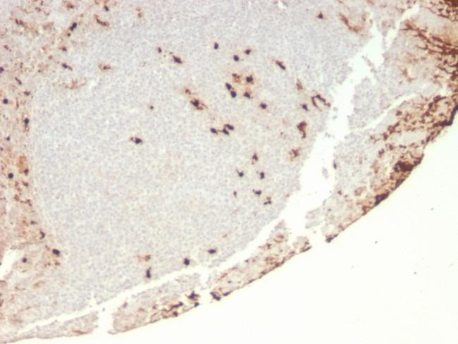 Granulocyte-Colony Stimulating Factor (G-CSF) Antibody in Immunohistochemistry (Paraffin) (IHC (P))