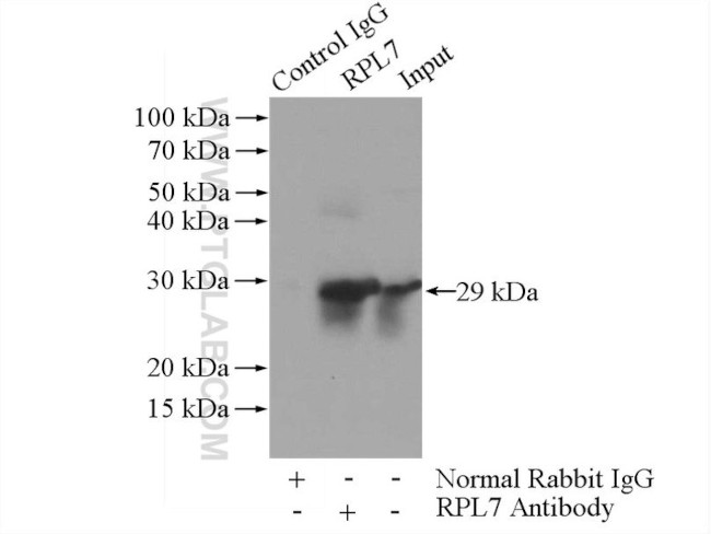 RPL7 Antibody in Immunoprecipitation (IP)