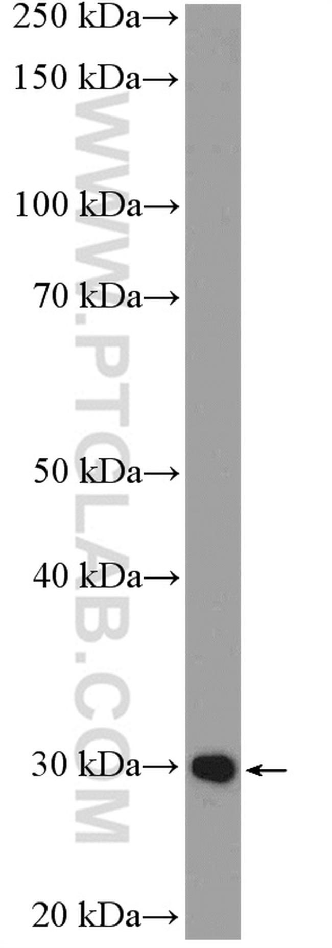 RPL7 Antibody in Western Blot (WB)