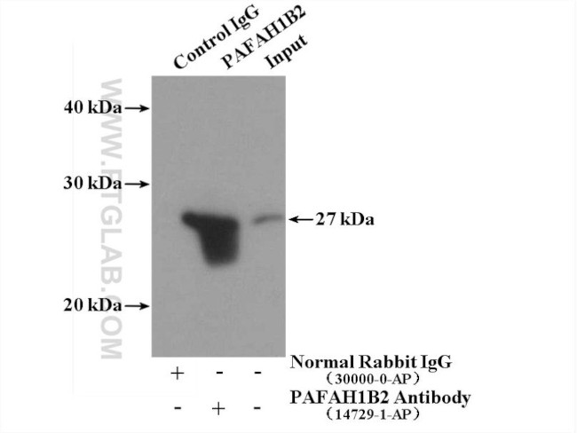 PAFAH1B2 Antibody in Immunoprecipitation (IP)