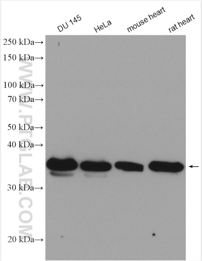 LDHB Antibody in Western Blot (WB)