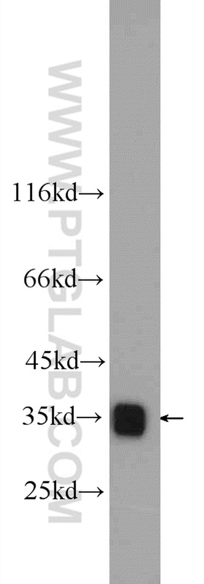 LDHB Antibody in Western Blot (WB)