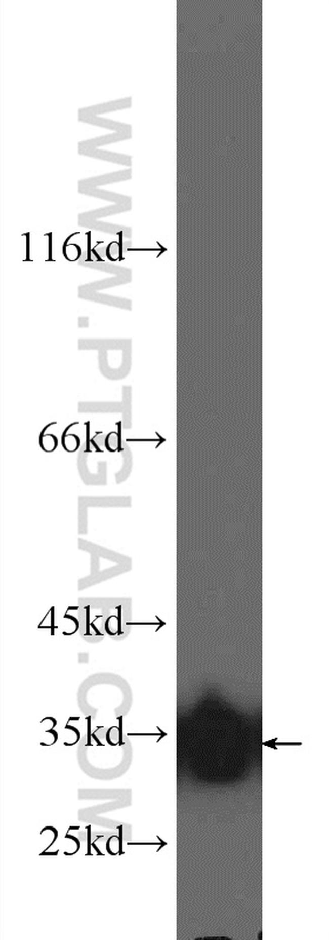 LDHB Antibody in Western Blot (WB)