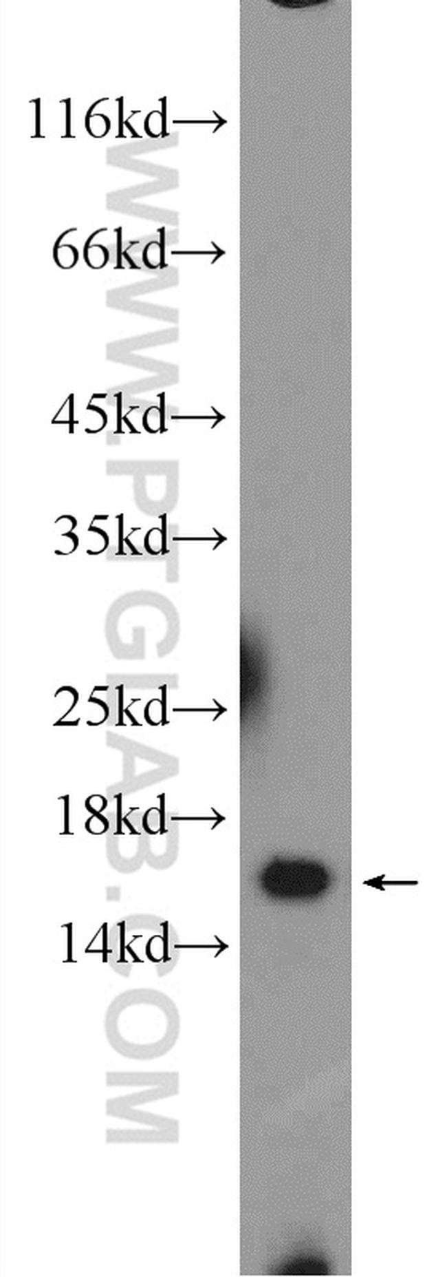 RPL35 Antibody in Western Blot (WB)