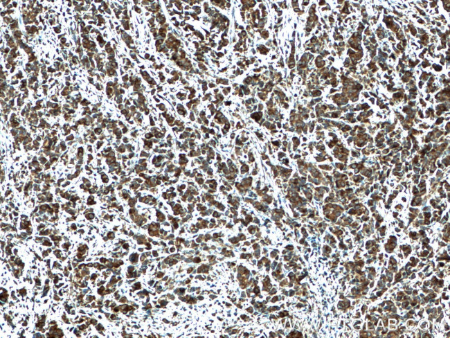 CRISP3 Antibody in Immunohistochemistry (Paraffin) (IHC (P))