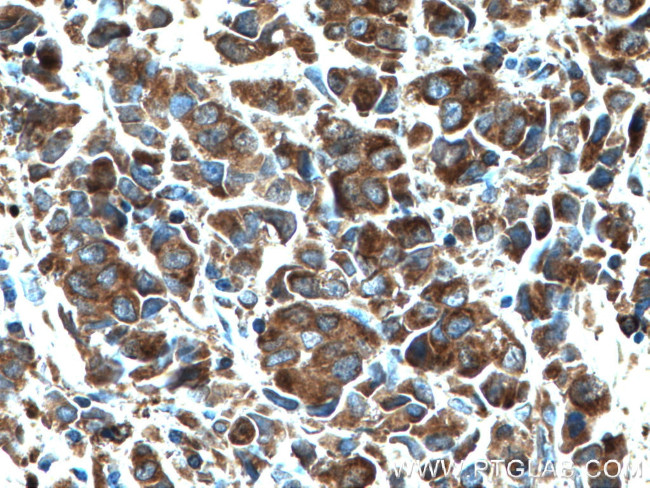 CRISP3 Antibody in Immunohistochemistry (Paraffin) (IHC (P))