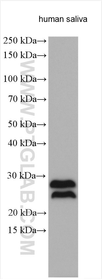 CRISP3 Antibody in Western Blot (WB)