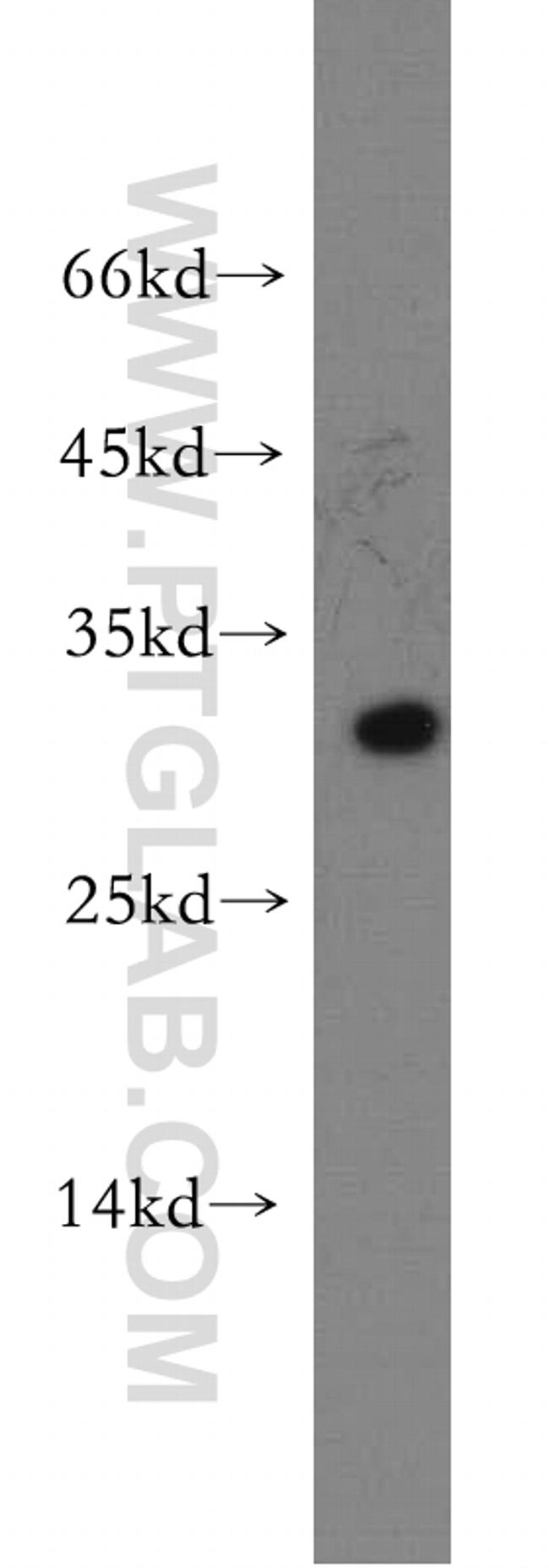 CRISP3 Antibody in Western Blot (WB)