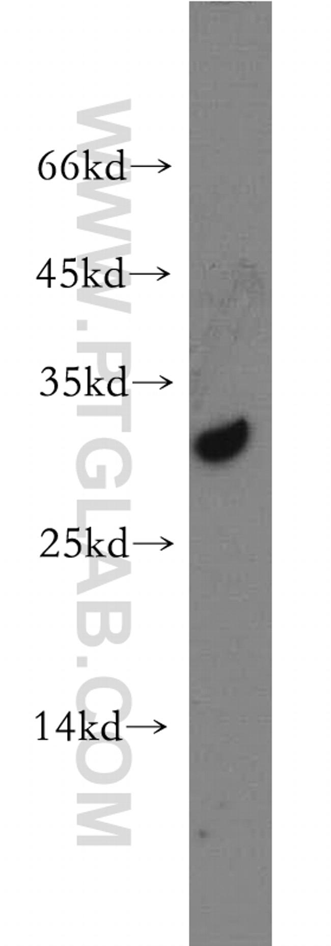 CRISP3 Antibody in Western Blot (WB)