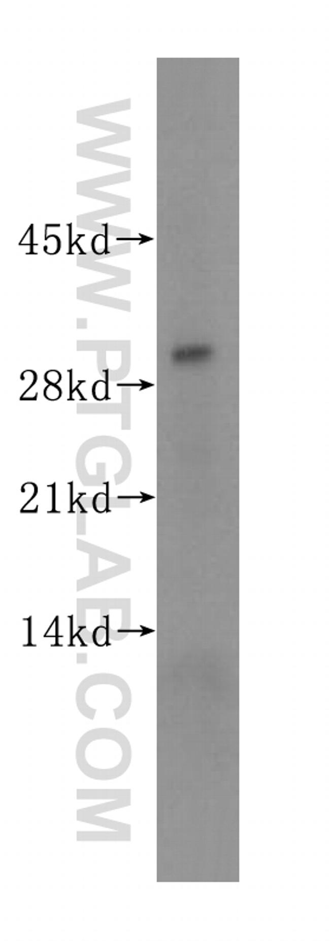 CRISP3 Antibody in Western Blot (WB)