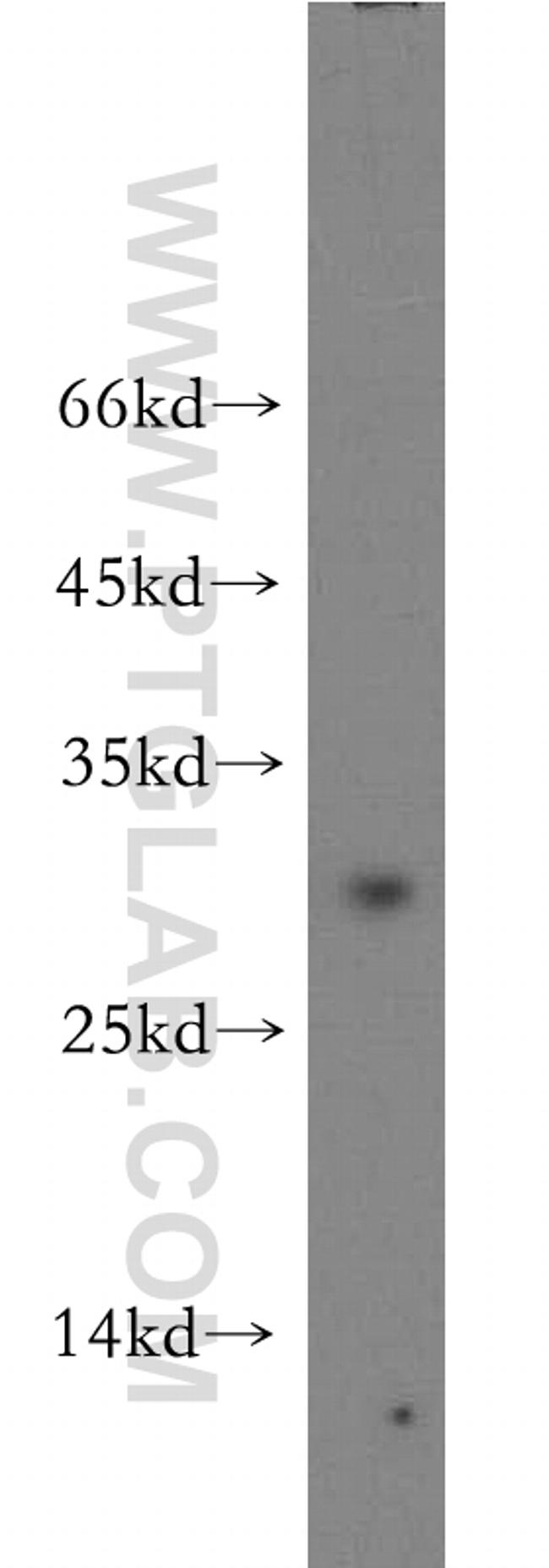 CRISP3 Antibody in Western Blot (WB)